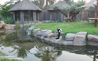 aquatic lemur exhibit